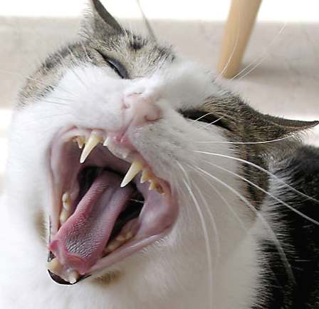 cat_yawning_canine_teeth